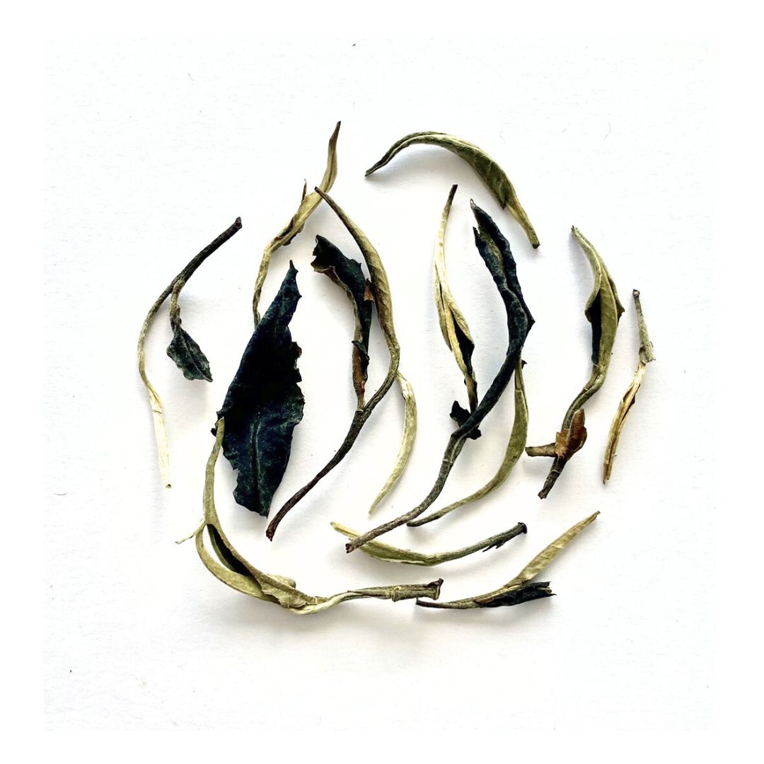 Tè bianco Dhara (Thailandia)