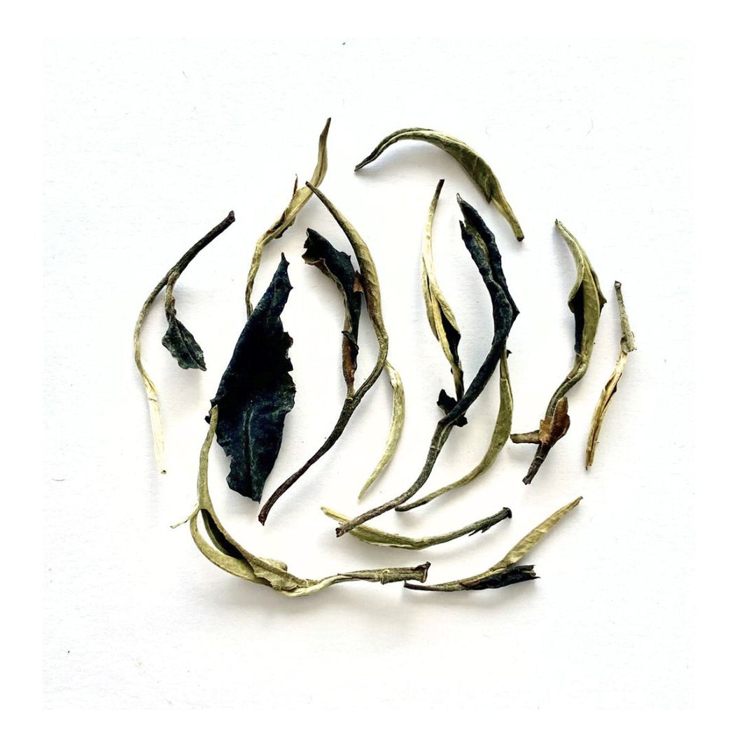 Tè bianco Dhara (Thailandia)