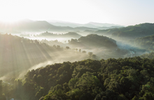 Carica l&#39;immagine nel visualizzatore di Gallery, Tè verde Fiori di Gelsomino Thai (Thailandia)
