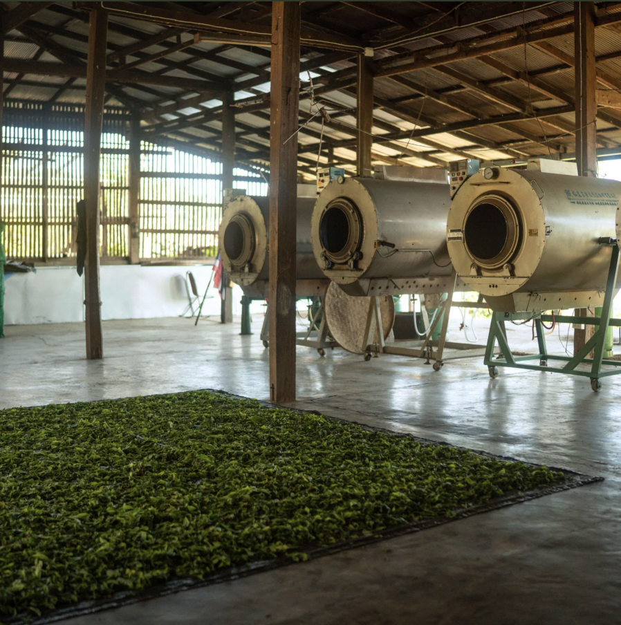 Tè nero Lahu (Thailandia)