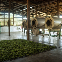 Carica l&#39;immagine nel visualizzatore di Gallery, Tè nero Lahu (Thailandia)
