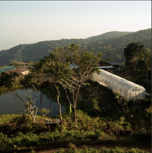 Carica l&#39;immagine nel visualizzatore di Gallery, Tè nero Lahu (Thailandia)
