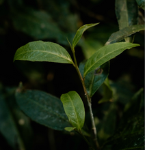 Carica l&#39;immagine nel visualizzatore di Gallery, Tè verde Fiori di Gelsomino Thai (Thailandia)

