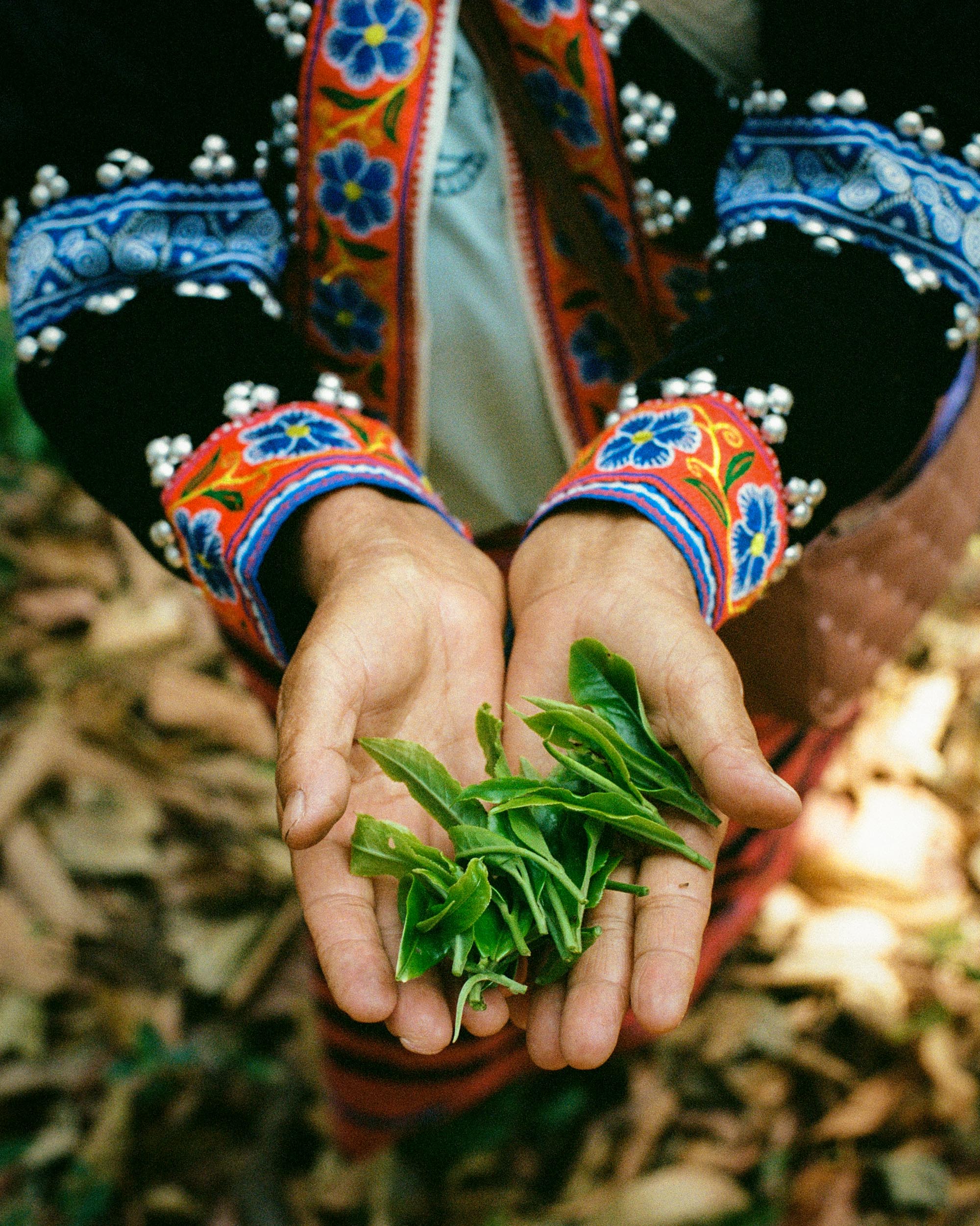 Te verde artigianale, etico e naturale dalla Thailandia del nord_Chiang Rai 