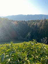 Carica l&#39;immagine nel visualizzatore di Gallery, Tè verde giapponese da Wazuka, Kyoto, Nakai Organic Tea Garden
