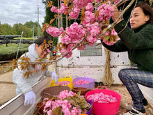 Carica l&#39;immagine nel visualizzatore di Gallery, Tè verde Sakura Sencha (Giappone)
