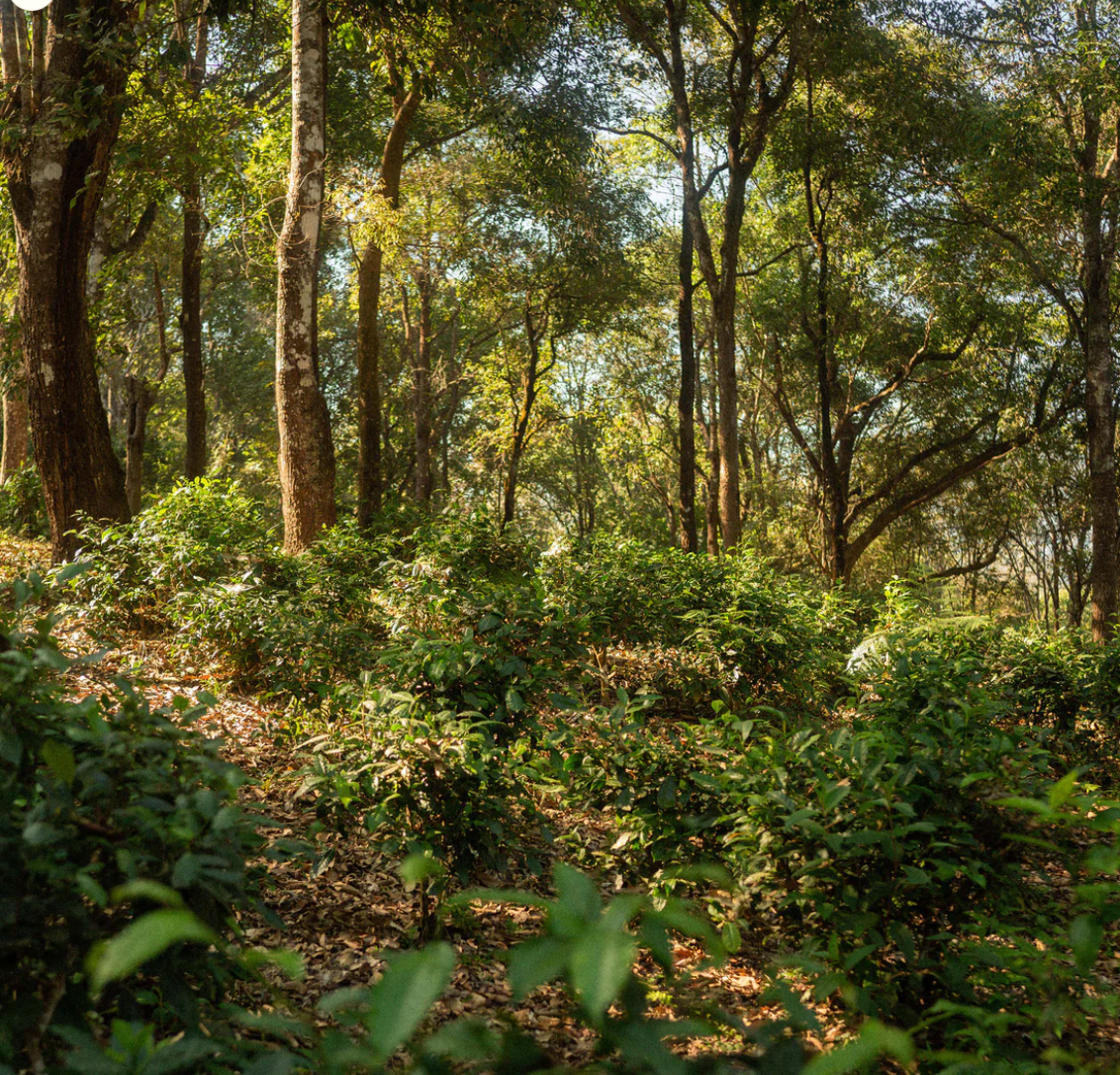 Tè bianco Dhara (Thailandia)