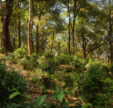 Carica l&#39;immagine nel visualizzatore di Gallery, Tè bianco Dhara (Thailandia)
