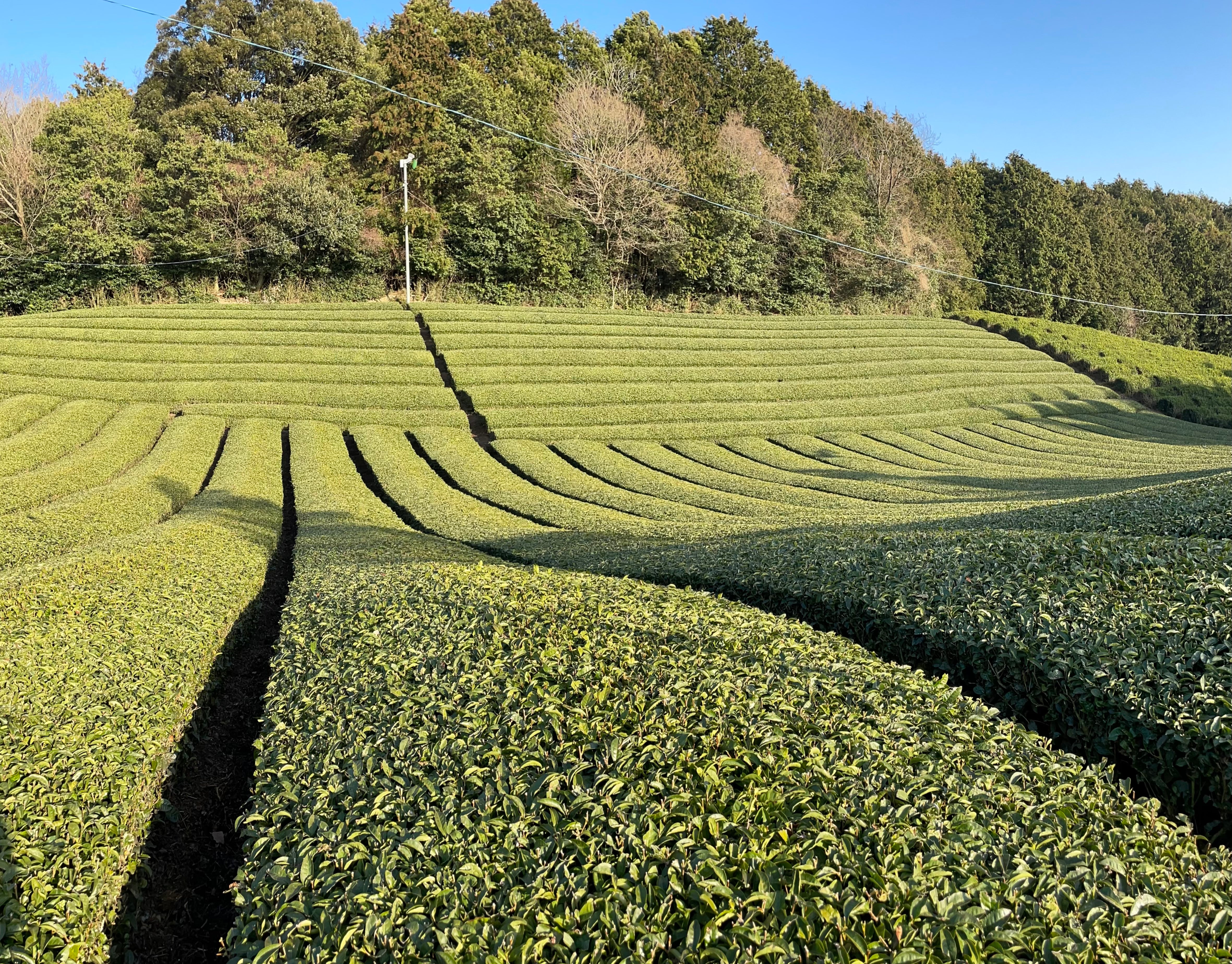 Tea tour_Nakai_Organic_Tea_Garden_Wazuka_Japan