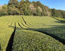 Carica l&#39;immagine nel visualizzatore di Gallery, Tea tour_Nakai_Organic_Tea_Garden_Wazuka_Japan
