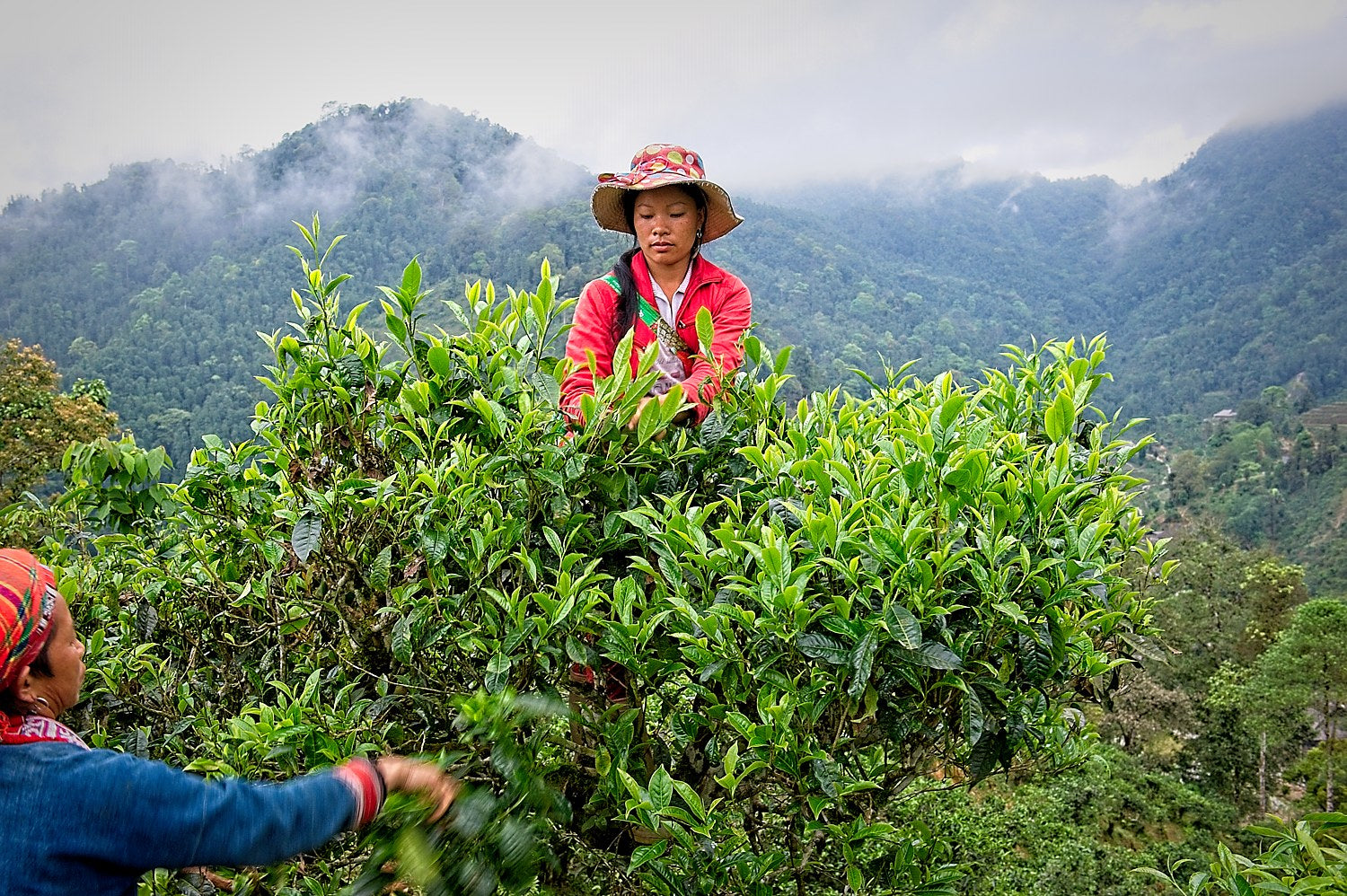Tea plucker di etnia H'mong che raccoglie il tè