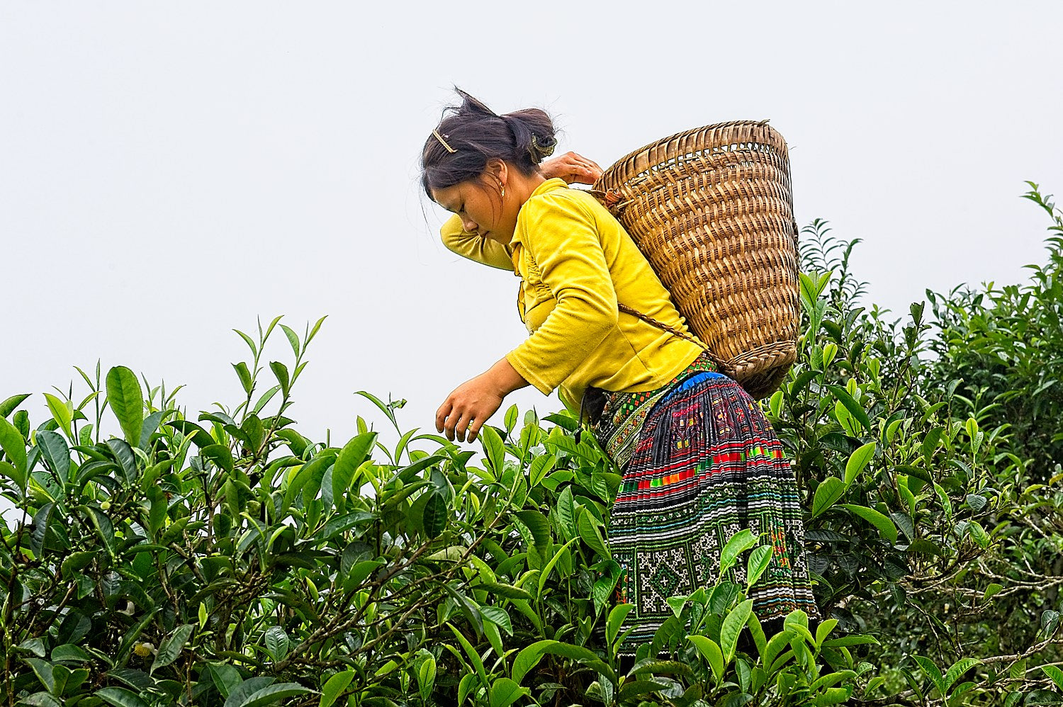 Tea plucker nel nord del Vietnam, Suoi Giang