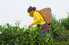 Carica l&#39;immagine nel visualizzatore di Gallery, Tea plucker nel nord del Vietnam, Suoi Giang
