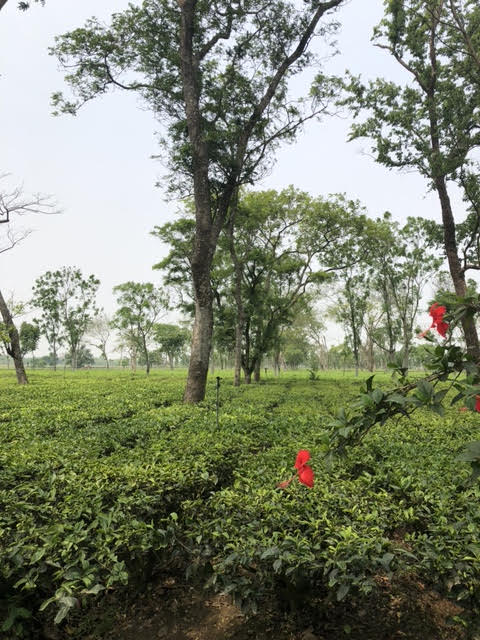 Doke Tea Garden Bihar India